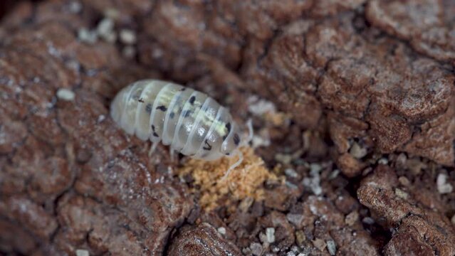 Close up of a isopod. Armadillidium vulgare sp. Magic Potion.
