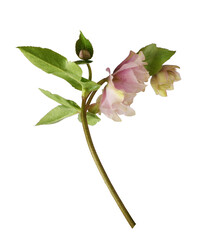 Pink fluffy helleborus flowers and leaves isolated
