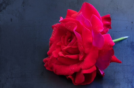 A wet red rose photographed on a blue background