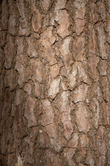 Bark texture (Pinus elliottii) and full frame. Vertical