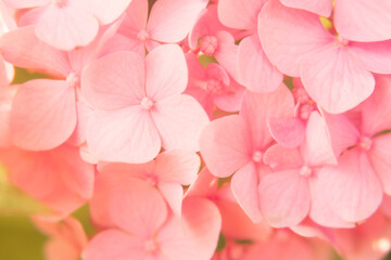 Pink, hydrangea flowers close-up. Floral background with soft focus.