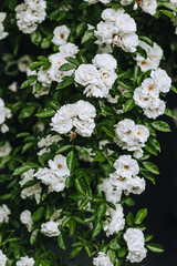 Beautiful curly white roses bloom in the garden close-up. Photography of nature.