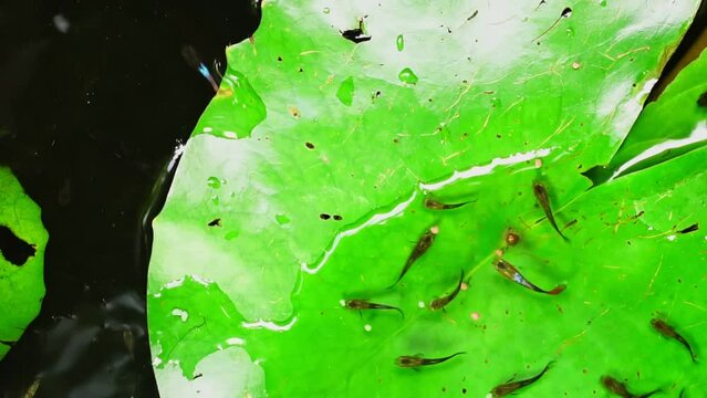 Guppy and Red swordtail Fish swim on a green leaf.	