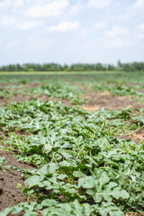 Green watermelon plants on plantation. Southern agriculture.
