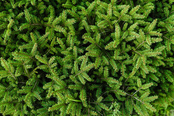 Background, texture of green needles of spruce, coniferous tree. Photography of nature.
