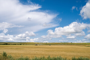 Naklejka premium Rural landscape. Combine harvester working in the field. Agriculture. Countryside.