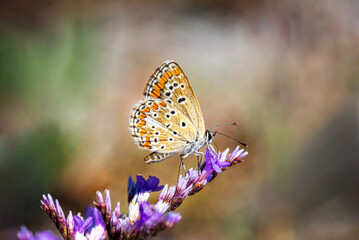 Beautiful butterfly on purple flowers	