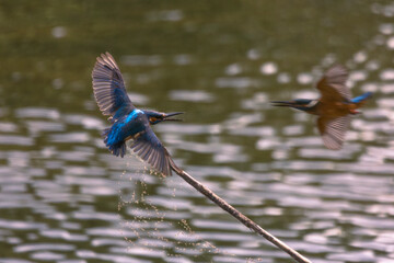 Kingfisher © marcinbawiec