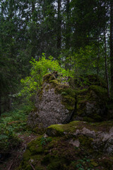 ein Findling im Wald, überwachsen mit kleinen Bäumen, Gebüsch, Gras und Heidelbeeren. im dunklen Wald beleuchtet die Sonne saftig grüne Pflanzen auf einem Felsblock