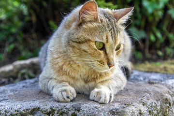 Primer plano de gato doméstico.