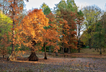 Autumn landscape, yellow and orange trees in Romberpark, Dortmund Germany
