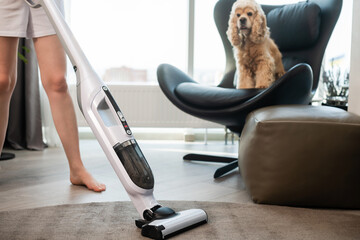 The dog is watching the cleaning in the house with a vacuum cleaner. - obrazy, fototapety, plakaty