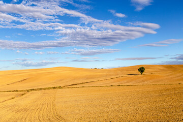 Fototapeta na wymiar Campo de cereales con un árbol solitario y un gran cielo azul con nubes. Palencia, España