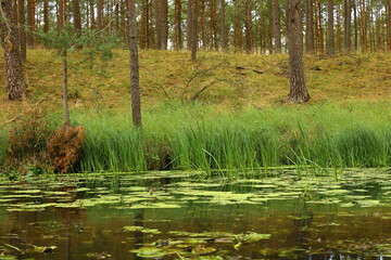 Obraz premium lake in the woods