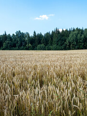 field of wheat