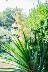 The Yucca filamentosa plant is in full bloom. Exotic white flowers and long green leaves....