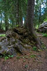 eine Fichte wächst auf einem grossen Stein, Wurzelstock mit starken Wurzeln auf einem Findling im Wald. Waldlichtung in Adelboden