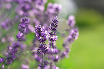 Beautiful lavender bushes closeup on sunset. Incredible beauty of lavender fields.