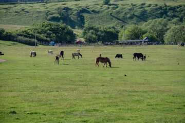 photo landscape grazing horses in a meadow