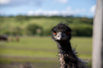 Fototapeta premium photo landscape grazing ostrich in a meadow
