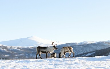 Group of reindeer standing in the tundra in winter - obrazy, fototapety, plakaty