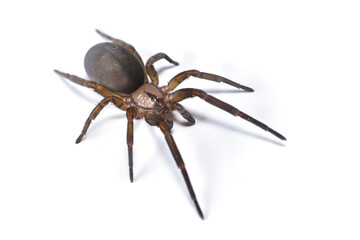 Closeup picture of a female of the Mediterranean crevice weaver spider Filistata insidiatrix (Araneae: Filistatidae), the biggest filistatid species, photographed on white background.