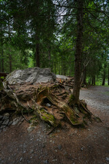 eine Fichte wächst auf einem grossen Stein, Wurzelstock mit starken Wurzeln auf einem Findling im Wald. Waldlichtung in Adelboden