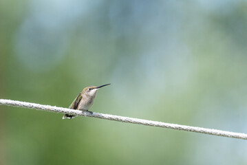 Ruby throated hummingbird perched on clothes line in back yard