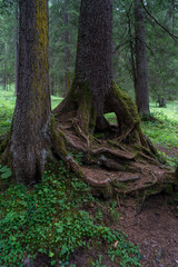 Wurzelstock einer Tanne mit starken Wurzeln und einem Hohlraum, durch den man hindurch sehen kann. imposante Fichte, auf einem Felsen im Wald gewachsen