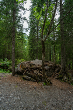 eine Fichte wächst auf einem grossen Stein, Wurzelstock mit starken Wurzeln auf einem Findling im Wald. Waldlichtung in Adelboden