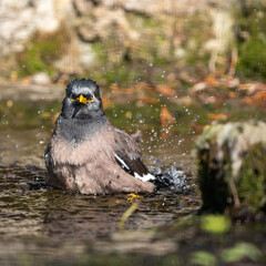 Badender Vogel