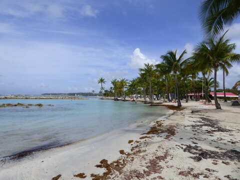 Guadeloupe Sargasses &agrave; Sainte-Anne