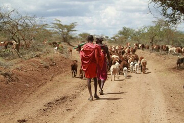 Black men from behind herding the livestock on a sunny day