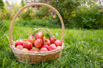 Organic apples in basket in summer grass. Fresh apples in nature.Ripe garden fruits. freshly picked fruit ready to be eaten. Fall autumn harvest.