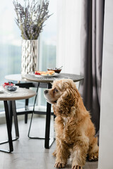 American Cocker Spaniel on the background of a table with a delicious breakfast.