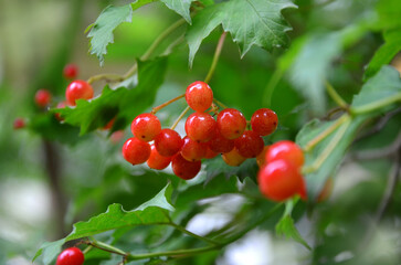 red berries of viburnum plant growing on the bush in summer garden. Growing, cultivation  trees and bushes or berry healthy food and medicine concept. Close up photo outdoors. Free copy space