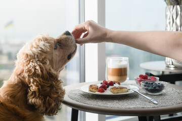 Female hand gives food to the dog.