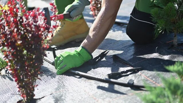 Caucasian Professional Gardener Building Trickle Irrigation System. Pipeline Hose Brackets Installation. Modern Garden Technologies.