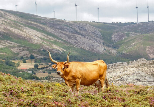 Vaca cachena pastando en el monte. Serra do Ger&ecirc;s, Portugal.