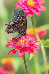 Black swallowtail butterfly perched on pink flower in garden in summer