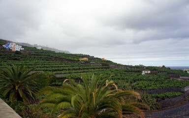 Fototapeta na wymiar Rainy day on the banana plantations of La Palma. Canary Islands, Spain.
