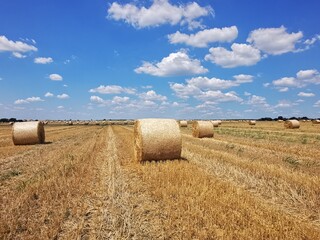 Round bales of straw rolled up on field. Beautiful countryside landscape under blue cloudy sky