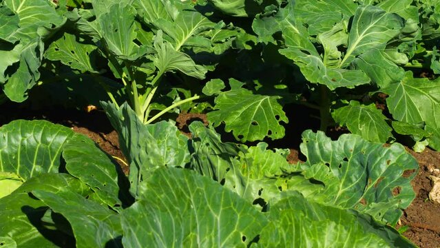 close-up leaves of a growing white cabbage growing on a garden bed on a summer day, selective focus. cabbage harvest sings on a plantation. agriculture, growing vegetables