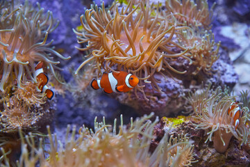 Plakat Funny anemone fish swim among the sea anemones.