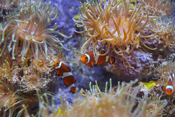 Obraz na płótnie Canvas Funny anemone fish swim among the sea anemones.