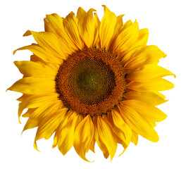 Sunflower isolated on a white background.