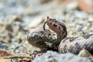 Nose-Horned Viper with forked tongue outside (Vipera ammodytes)
