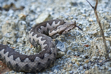 Nose-Horned Viper with forked tongue outside (Vipera ammodytes)