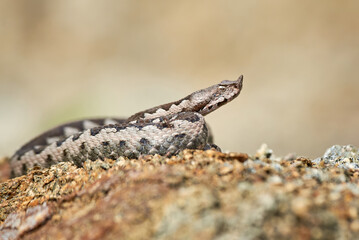 Nose-Horned Viper male in natural habitat (Vipera ammodytes)