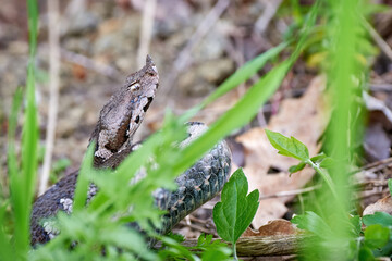 Nose-Horned Viper male in natural habitat (Vipera ammodytes)